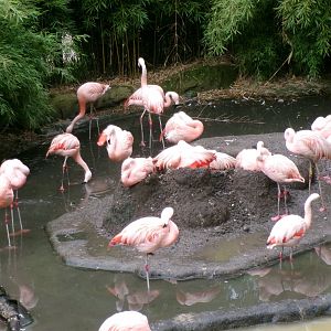 Chilean flamingoes
