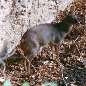 Southern pudu