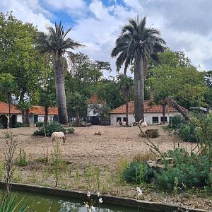 Scimitar-horned oryx and Meerkat habitat