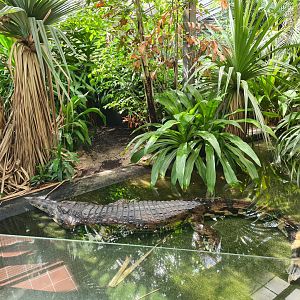 Enormous False Gharial