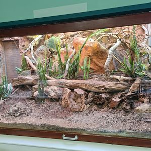 New Moroccan spiny-tailed lizard terrarium