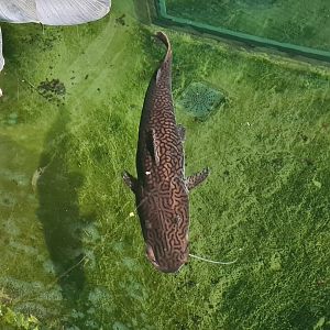 Very large Barred sorubim