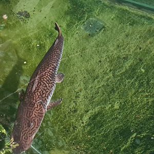 Very large Barred sorubim