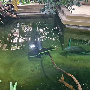 Redtail catfish and black pacu