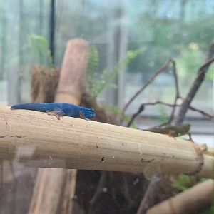 William's electric blue dwarf gecko