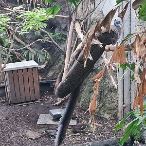 Malaysian great argus