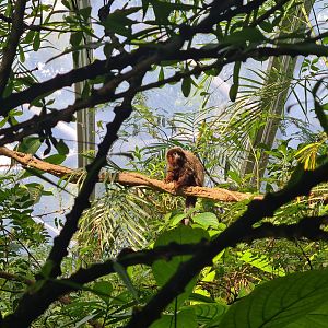 Mangrove - New Coppery titi