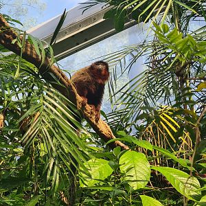 Mangrove - New Coppery titi