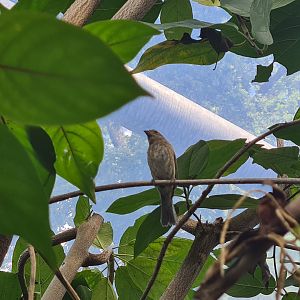 Mangrove - female Indigo bunting
