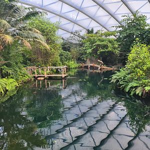 Mangrove - Manatee creek