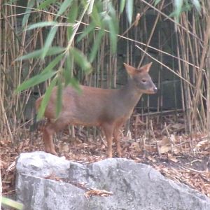 Southern pudu