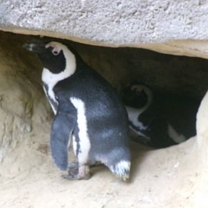 African penguin