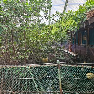 Mangrove - View into saltwater flats