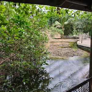 Mangrove - Saltwater mudflats