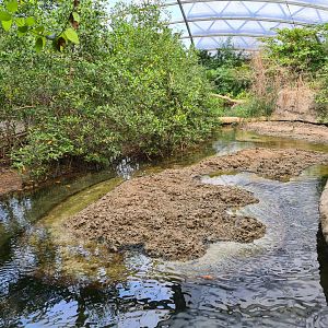 Mangrove - Saltwater mudflats