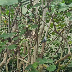 Mangrove - Blue ground dove