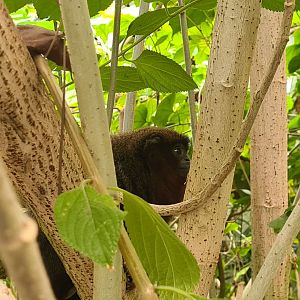 Mangrove - New Coppery titi