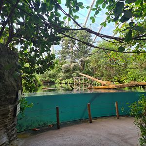 Mangrove - Manatee creek underwater viewing