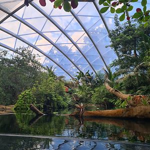 Mangrove - View over Manatee creek