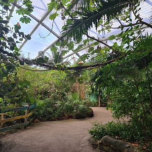 Mangrove - Coppery titi climbing frame