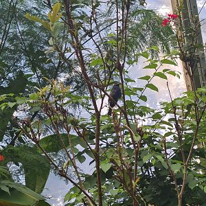 Mangrove - Male indigo bunting