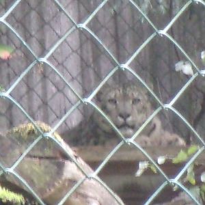 Snow leopard