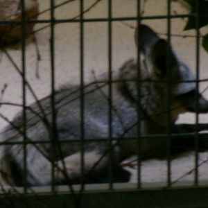 South African bat-eared fox