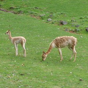 Southern vicuñas