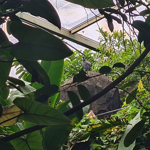 Bush - Free-roaming American Black vulture