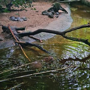 Bush - Capybara beach