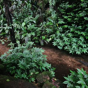 Bush - Secret creek with Nile tilapia