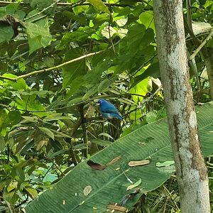 Bush - Rose-bellied bunting