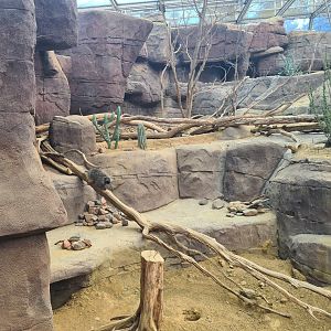 Desert - North American porcupine active for once