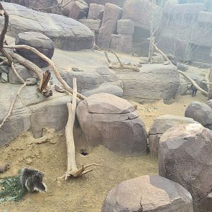 Desert - North American porcupine active for once