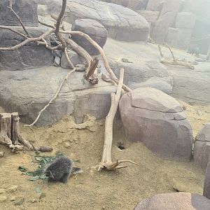 Desert - North American porcupine active for once