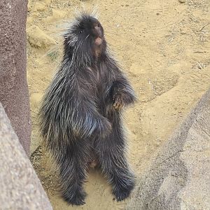 Desert - North American porcupine active for once