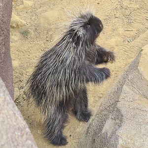 Desert - North American porcupine active for once