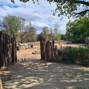 New Meerkat and Bat-eared fox enclosure