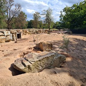 New Meerkat and Bat-eared fox enclosure