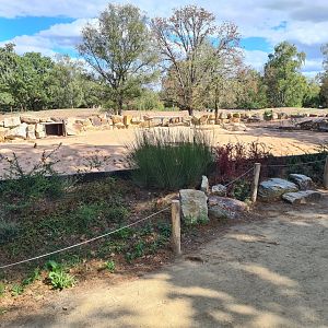 New Meerkat and Bat-eared fox enclosure