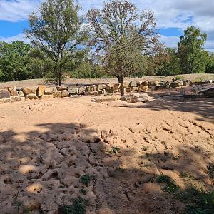 New Meerkat and Bat-eared fox enclosure