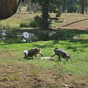 Two vultures tearing apart a rabbit