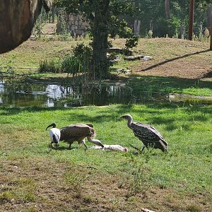 Two vultures tearing apart a rabbit