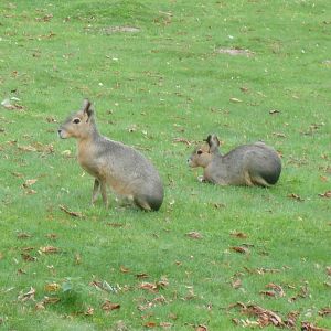 Patagonian maras