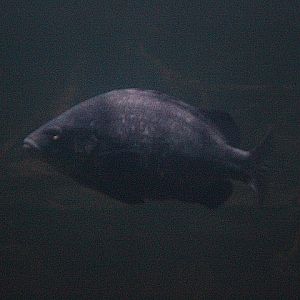 Coal grunter (Hephaestus carbo)
