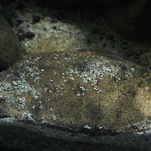 River tonguesole (Cynoglossus feldmanni)