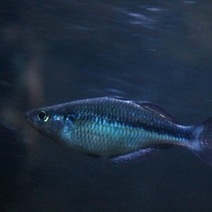Lake Kutubu rainbowfish (Melanotaenia lacustris)
