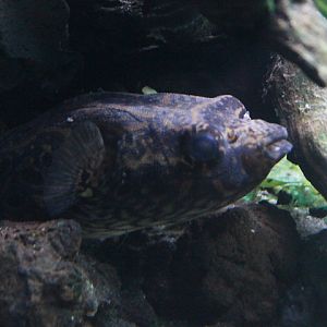 Humpback puffer (Pao palembangensis)