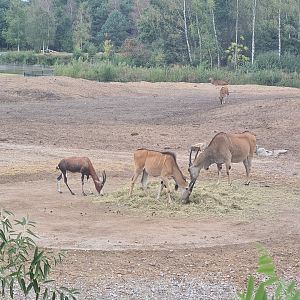 Blesbok and Common eland size difference