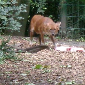 Chinese dhole